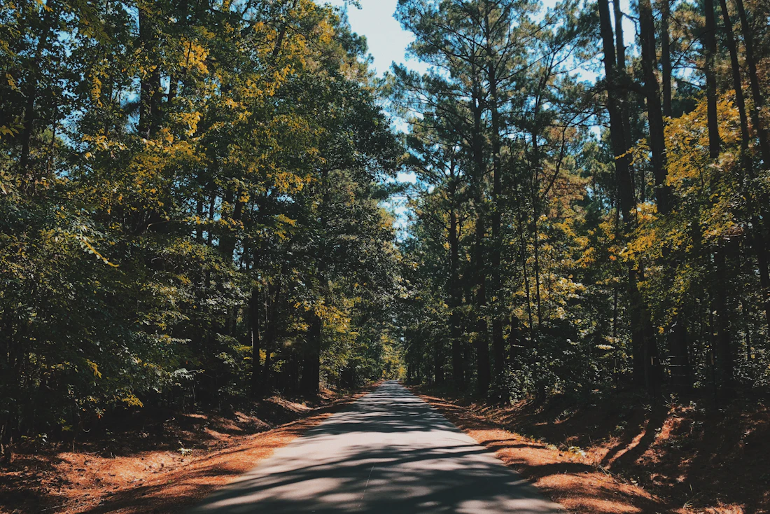 Shaded road through a mixed pine and hardwood forest