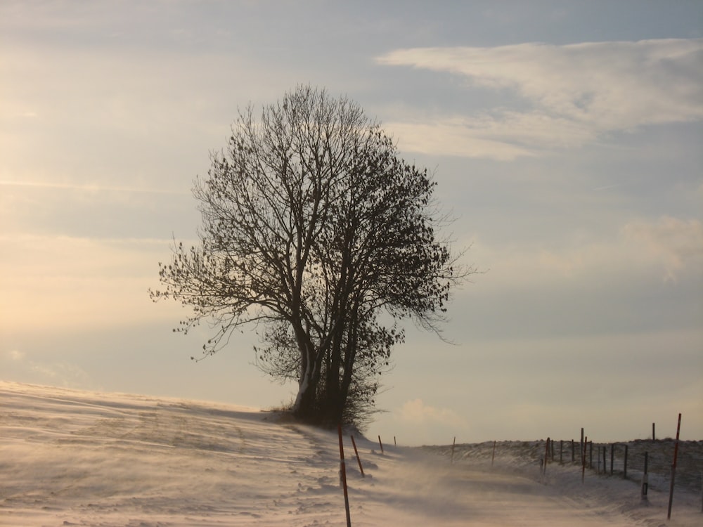 leafless tree on snow covered ground during sunset