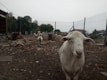 The outdoor farm in Kauffman Texas with goats wandering near a wooden fence on a sunny day.