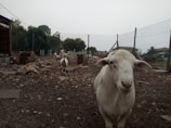 A farm setting with a wire fence and several goats visible in an outdoor enclosure. The ground is covered with rocks and scattered debris, and there are a few small structures made from bricks. Sparse greenery surrounds the area, and there are trees and buildings in the background.