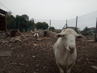 A farm setting with a wire fence and several goats visible in an outdoor enclosure. The ground is covered with rocks and scattered debris, and there are a few small structures made from bricks. Sparse greenery surrounds the area, and there are trees and buildings in the background.