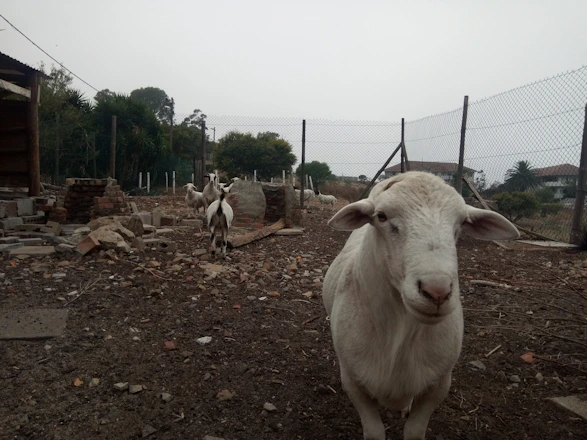A farmer teaching goat rearing techniques in a rural setting.
