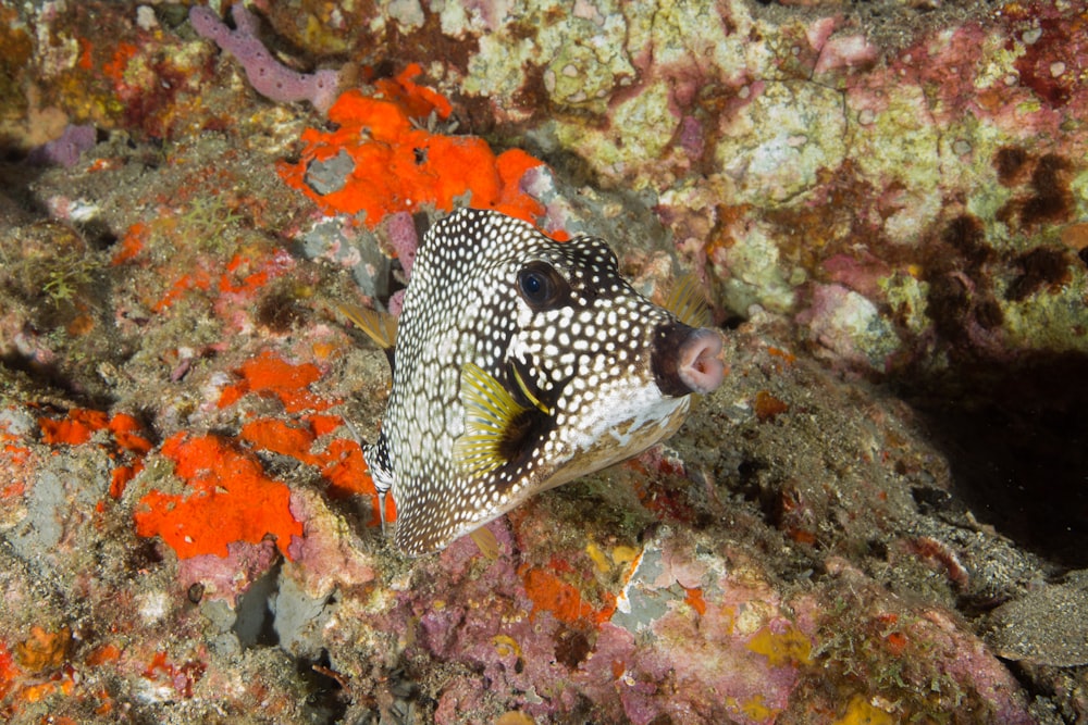 Weißer und schwarz gefleckter Fisch