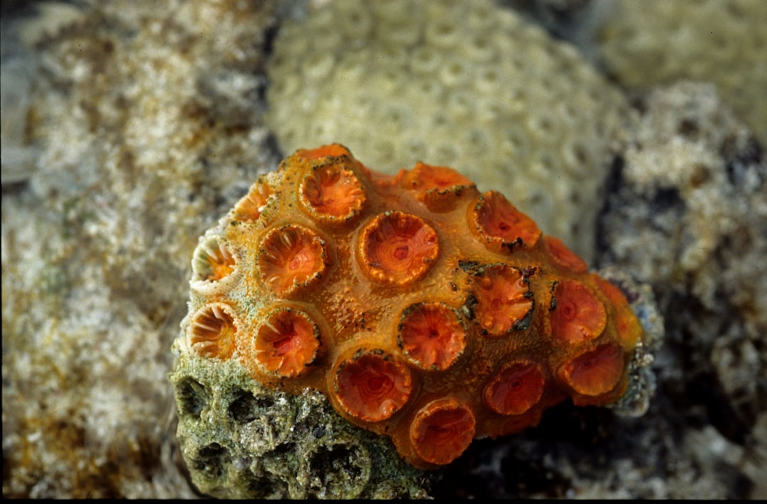 brown and white coral reef