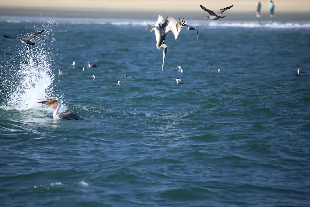 white and black birds flying over the sea during daytime