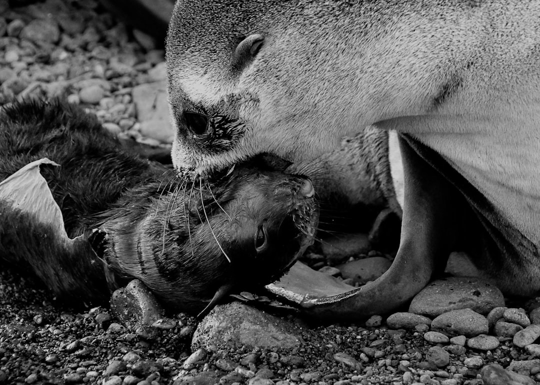 grayscale photo of seal lying on ground