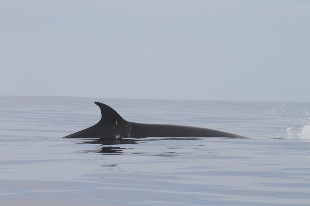 baleia negra no meio do mar