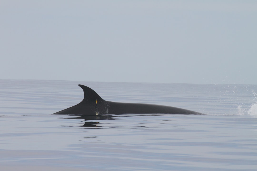 black whale in the middle of the sea