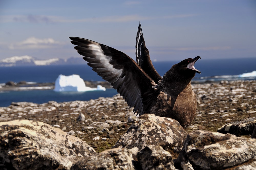 black and white bird flying over the brown rocky shore during daytime