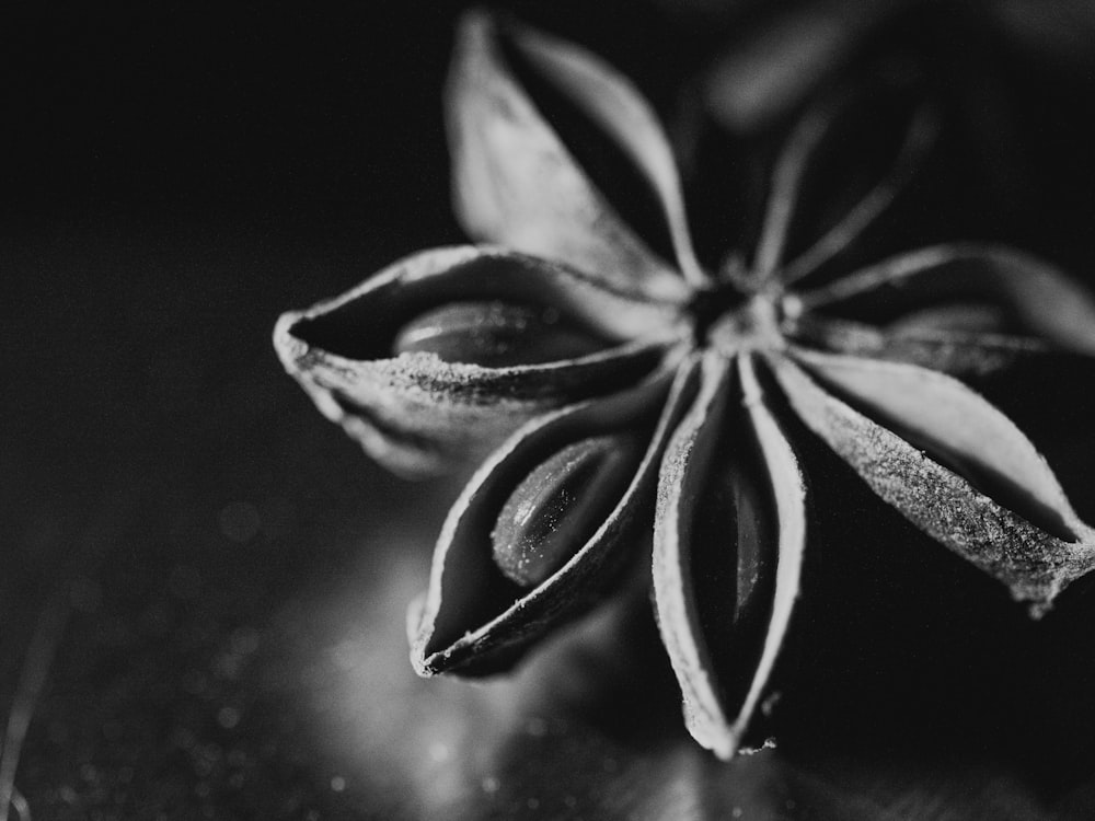 grayscale photo of flower on black surface