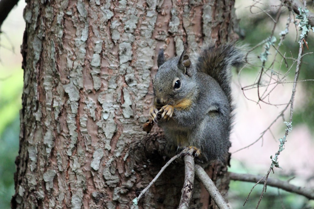 Schwarzes Eichhörnchen auf braunem Baum