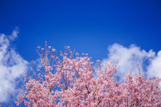 pink cherry blossom tree under blue sky during daytime