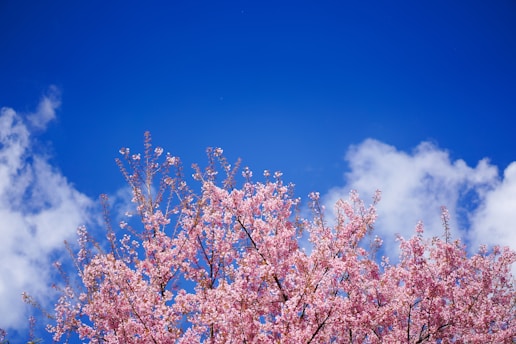 pink cherry blossom tree under blue sky during daytime