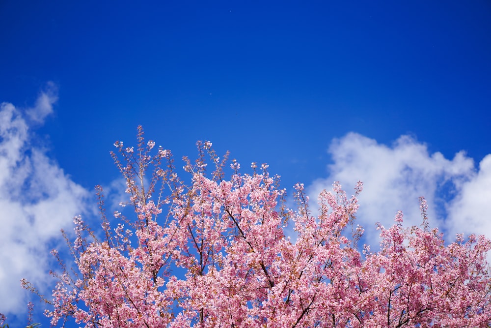 pink cherry blossom tree under blue sky during daytime