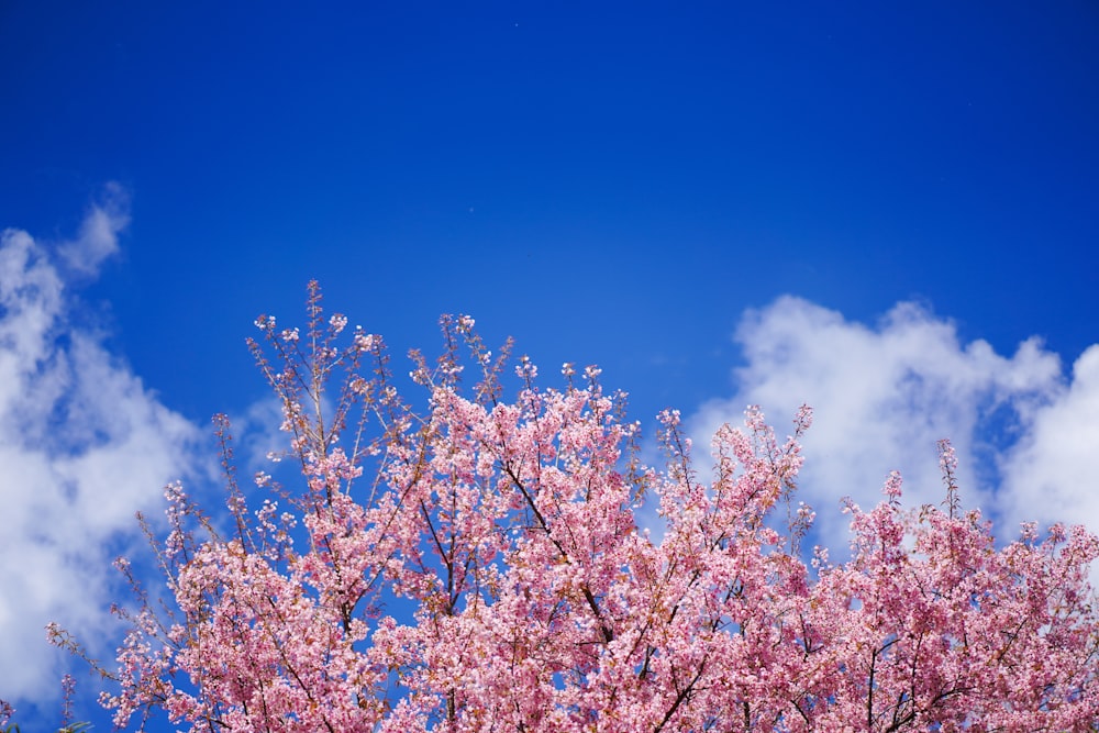 昼間の青空にピンク色の桜の木