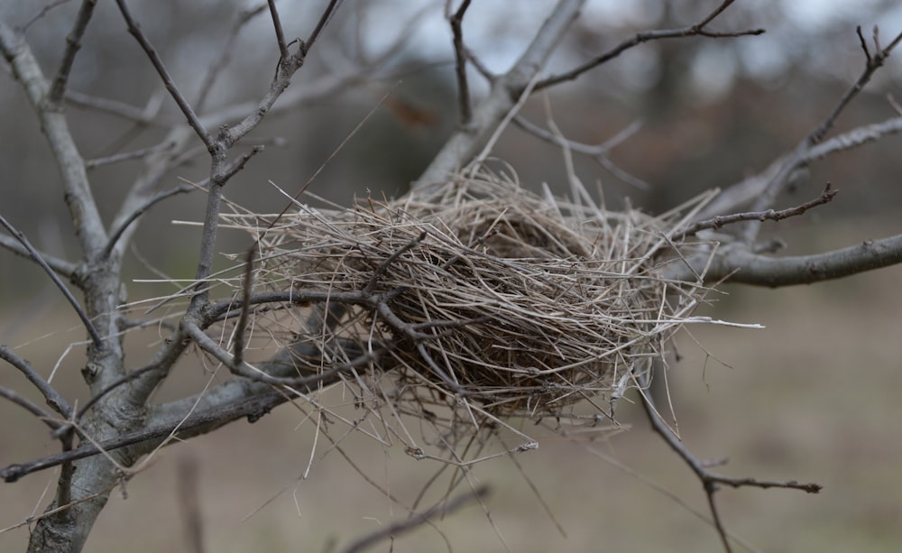 brown bird nest on brown tree branch