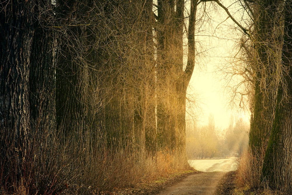 brown trees on brown dirt road during daytime