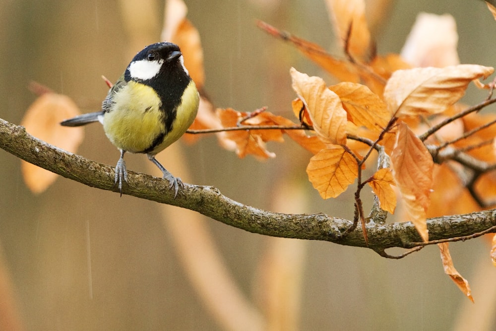 black and white bird on brown tree branch