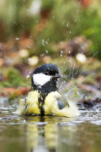 yellow black and white bird on brown grass during daytime
