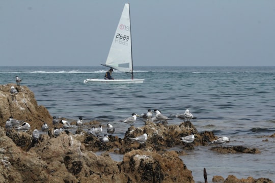 white sailboat on sea during daytime in Mornington Peninsula Australia
