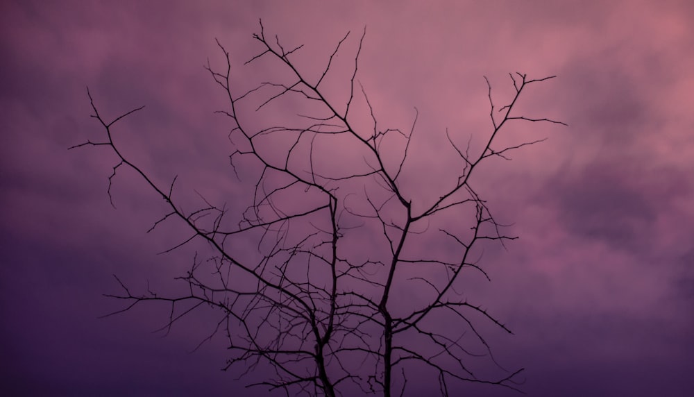 leafless tree under purple sky