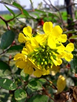 A close-up of a vibrant flower in a sunny garden setting.