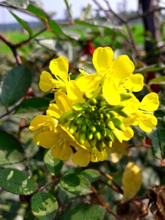 A close-up of a vibrant flower in a sunny garden setting.