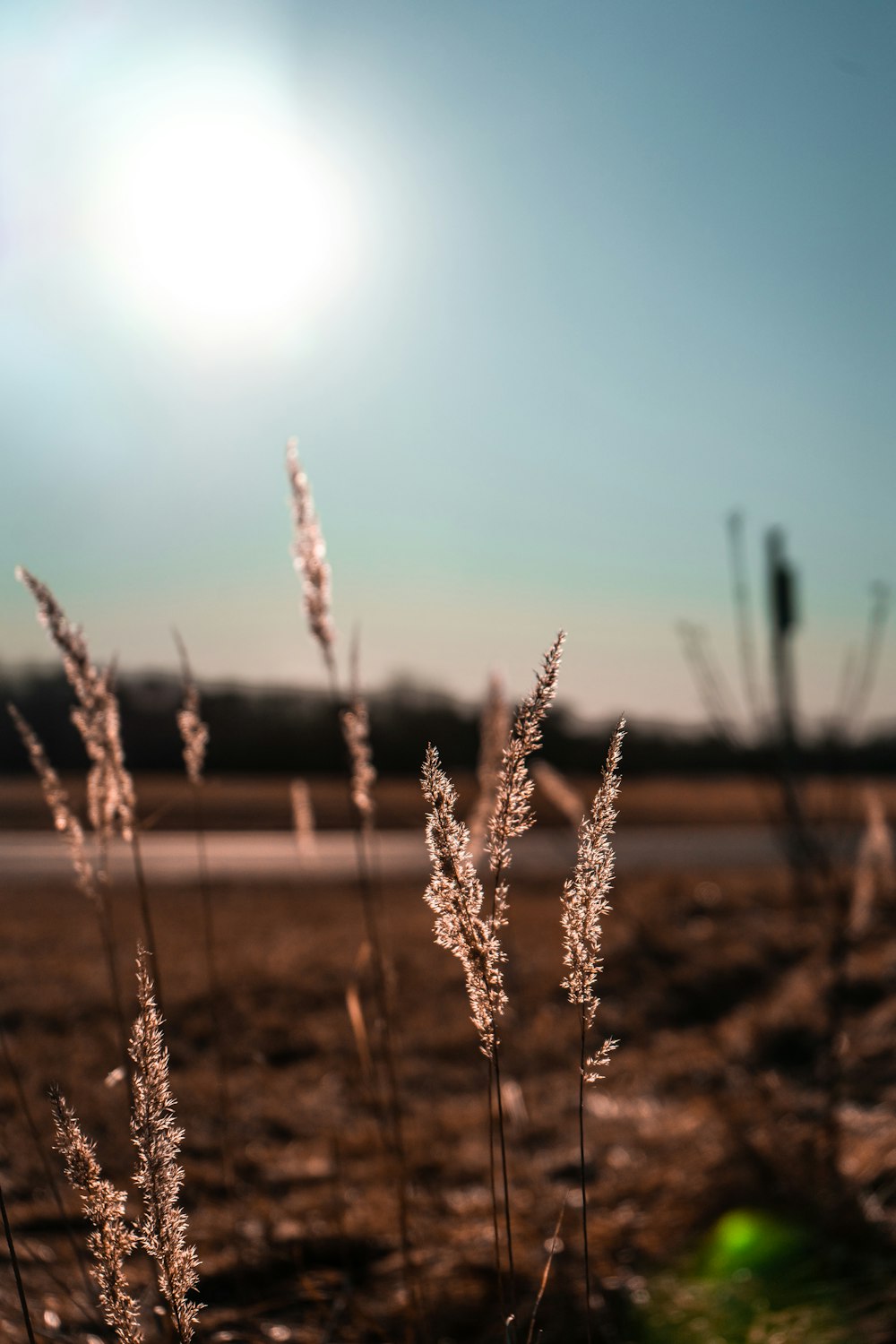 brown grass field during daytime