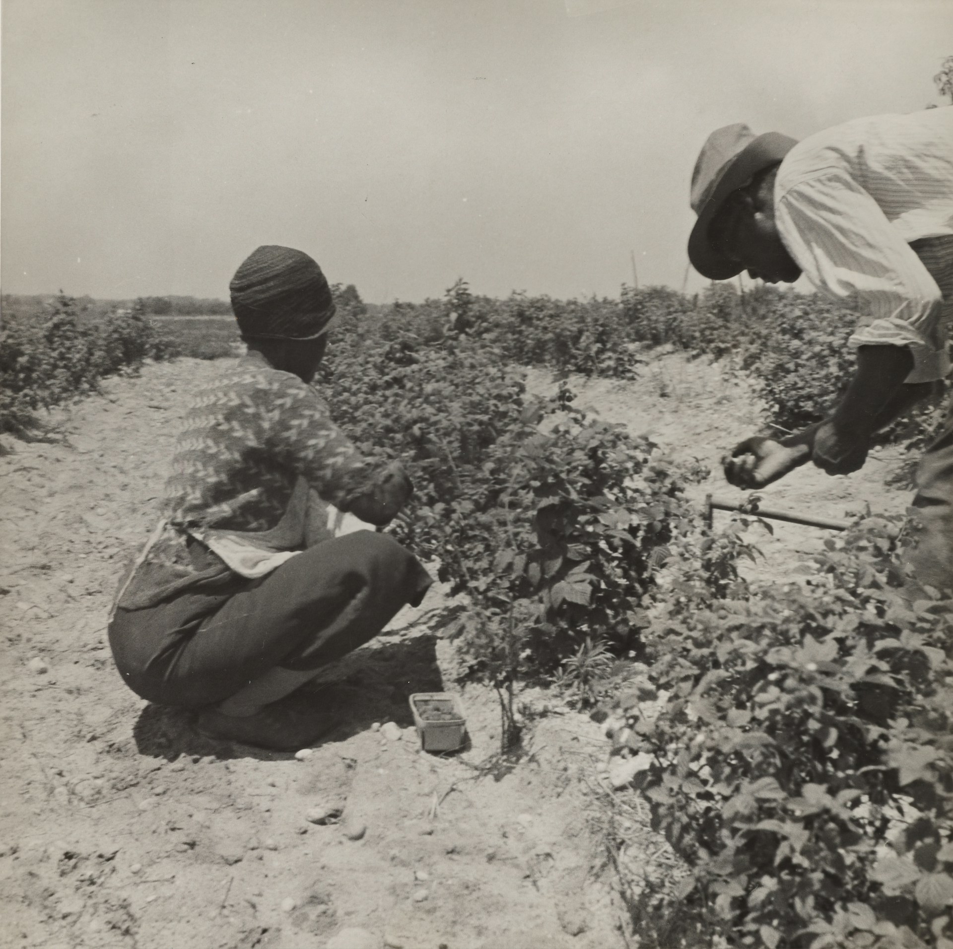 greyscale image of two berry pickers in a field