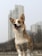 A corgi dog stands in an outdoor setting with tall urban buildings blurred in the background. The dog's fur is a mix of white and light brown, and it looks alert and cheerful. The background features overcast weather and appears slightly foggy, with bare trees and skyscrapers.
