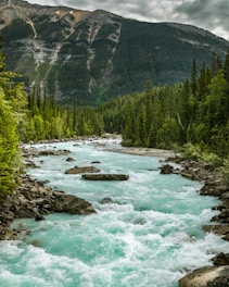 green pine trees near body of water during daytime
