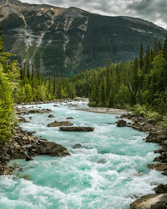 green pine trees near body of water during daytime in Yoho National Park Canada