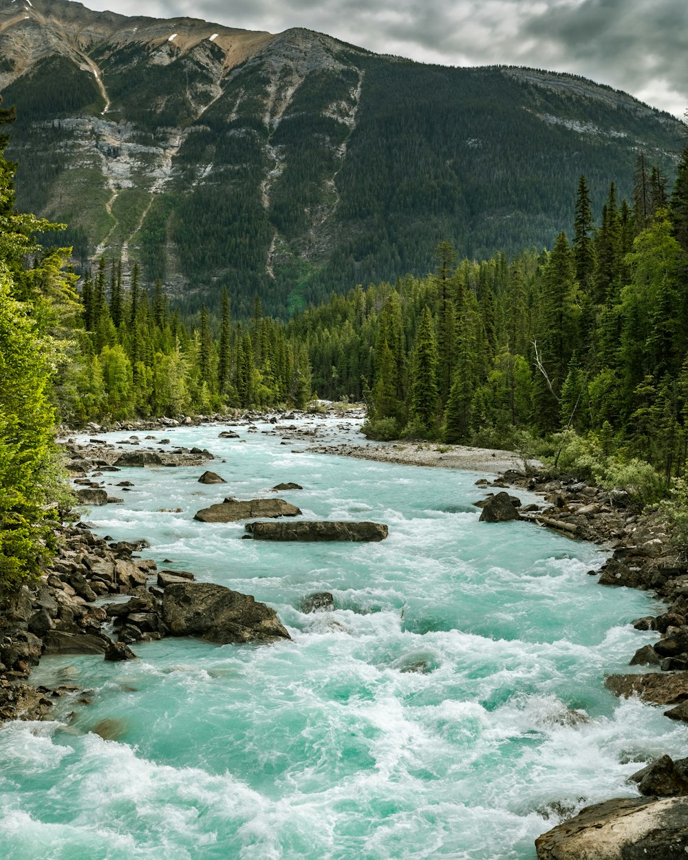 green pine trees near body of water during daytime