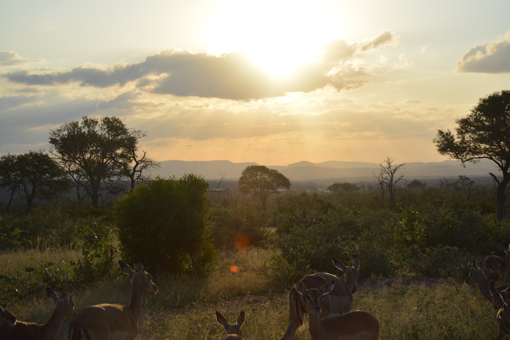 herd of deer on green grass field during sunset