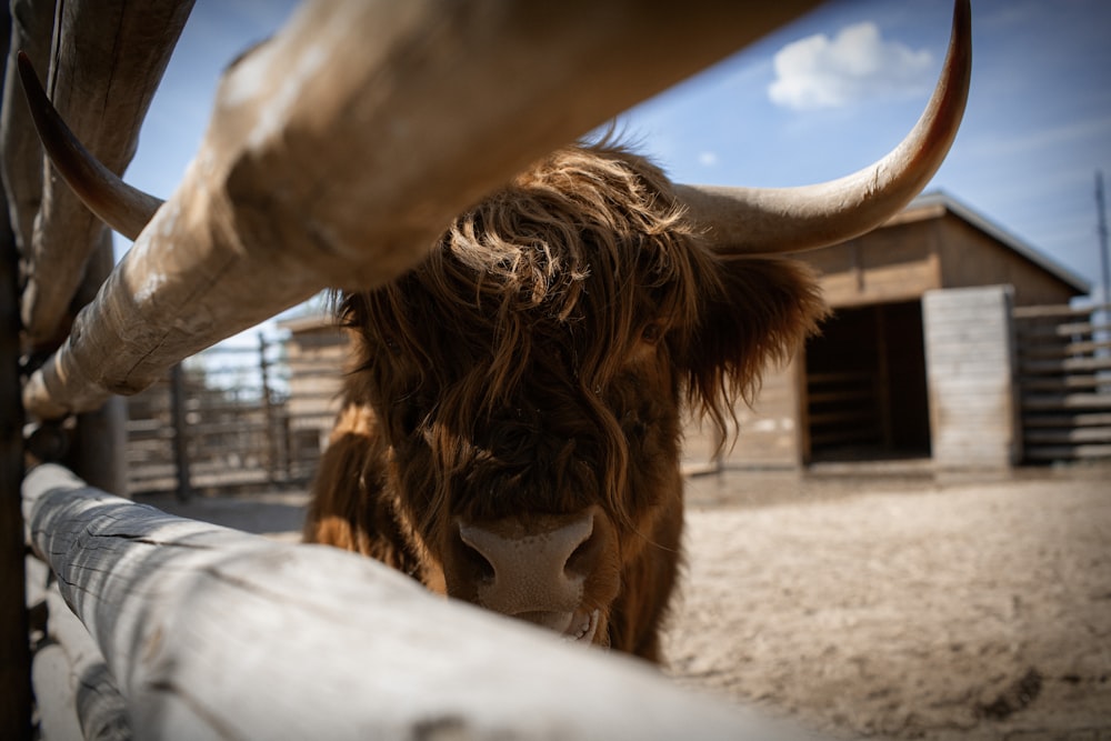 brown cow in a cage