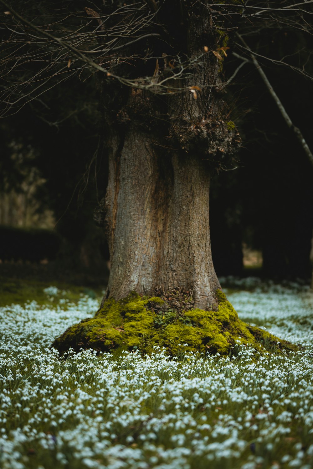 brown tree trunk on river