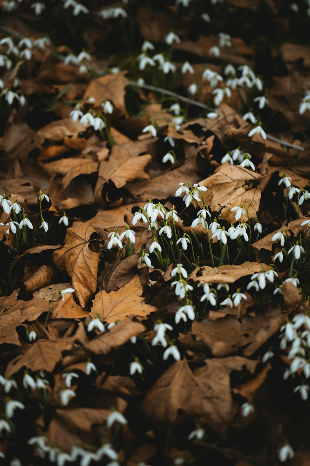 brown dried leaves on ground