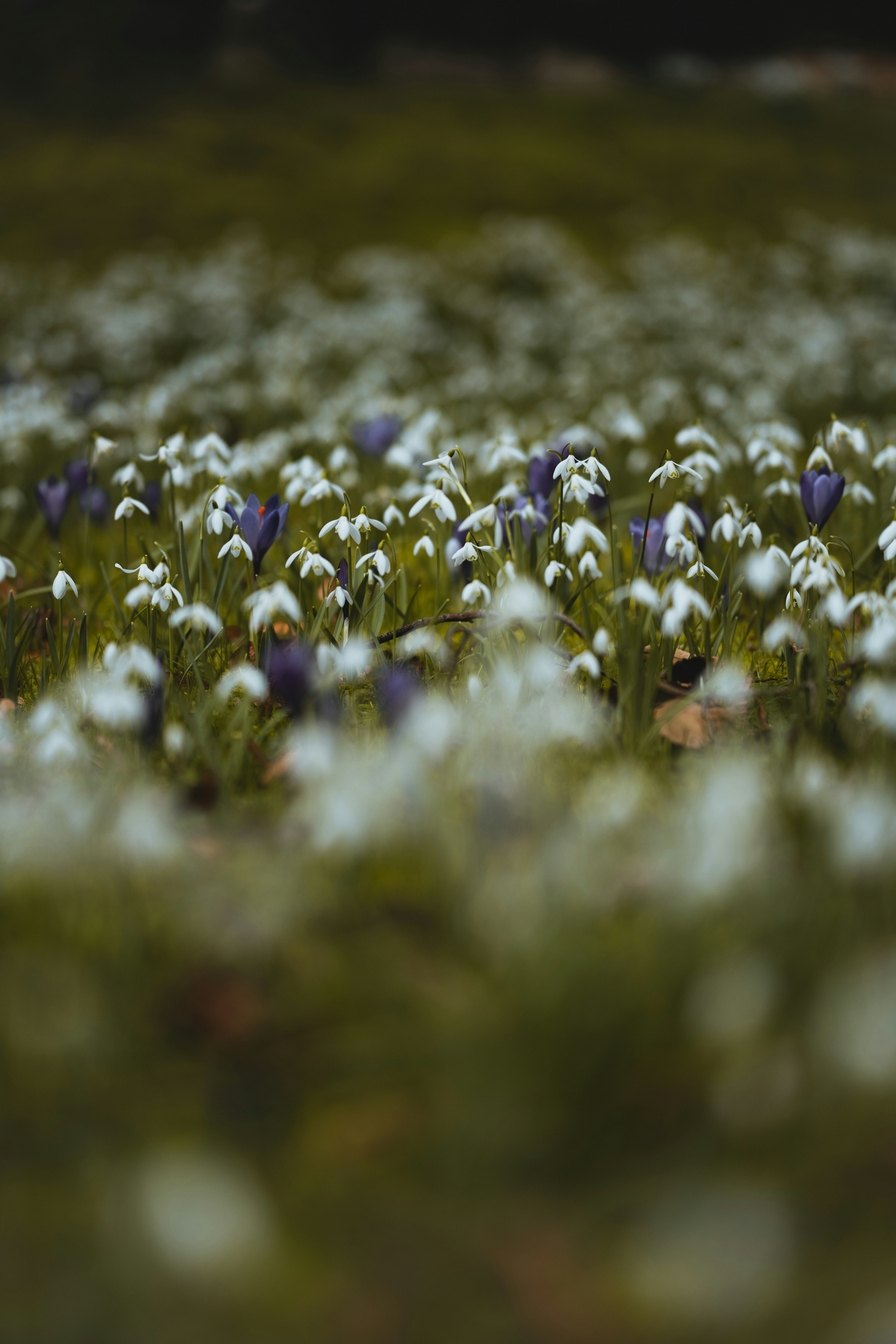 Photo by anniespratt