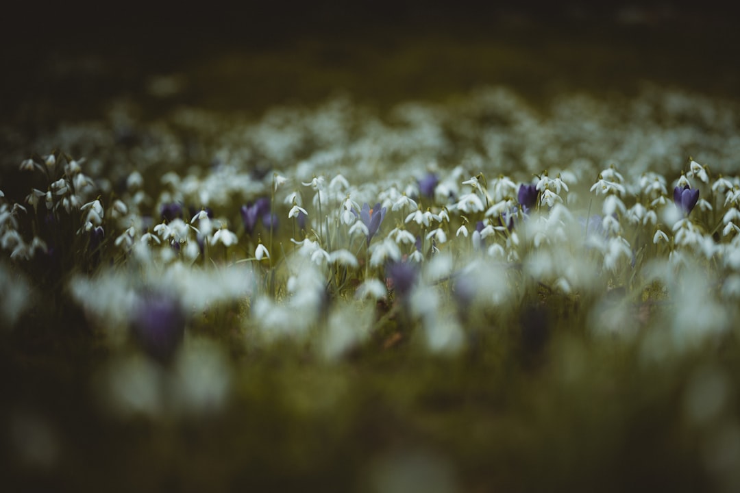 purple flowers in tilt shift lens