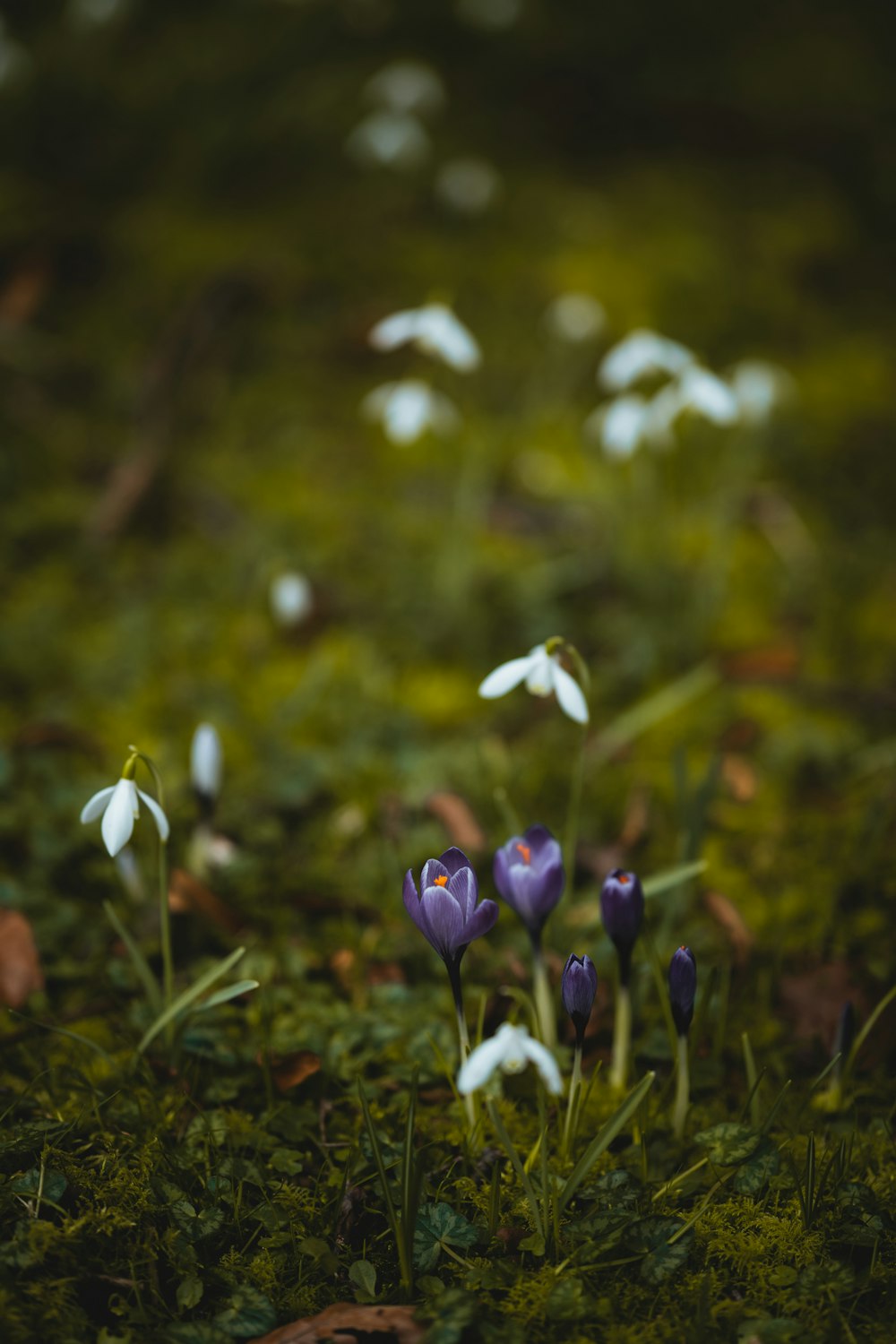 purple and white flowers on green grass