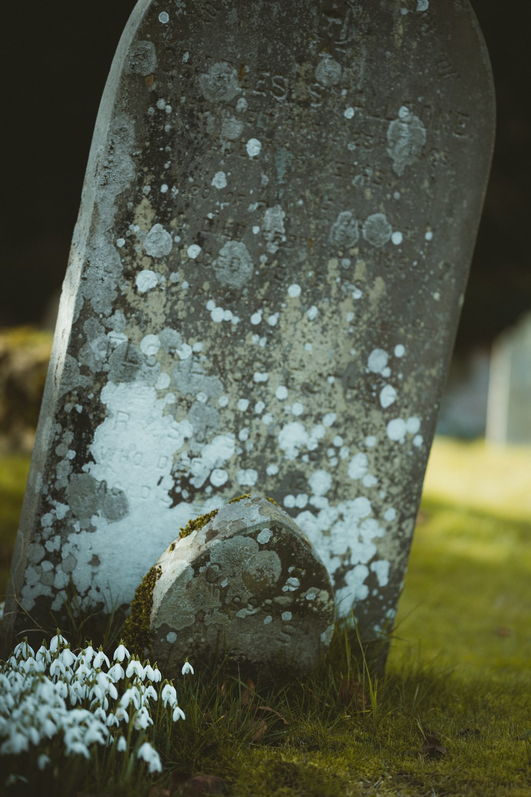 gray and black stone on green grass during daytime