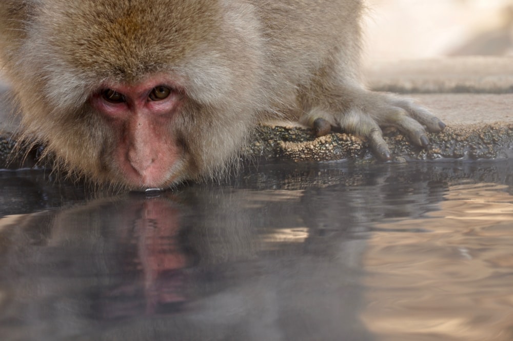 brown monkey on brown wooden log