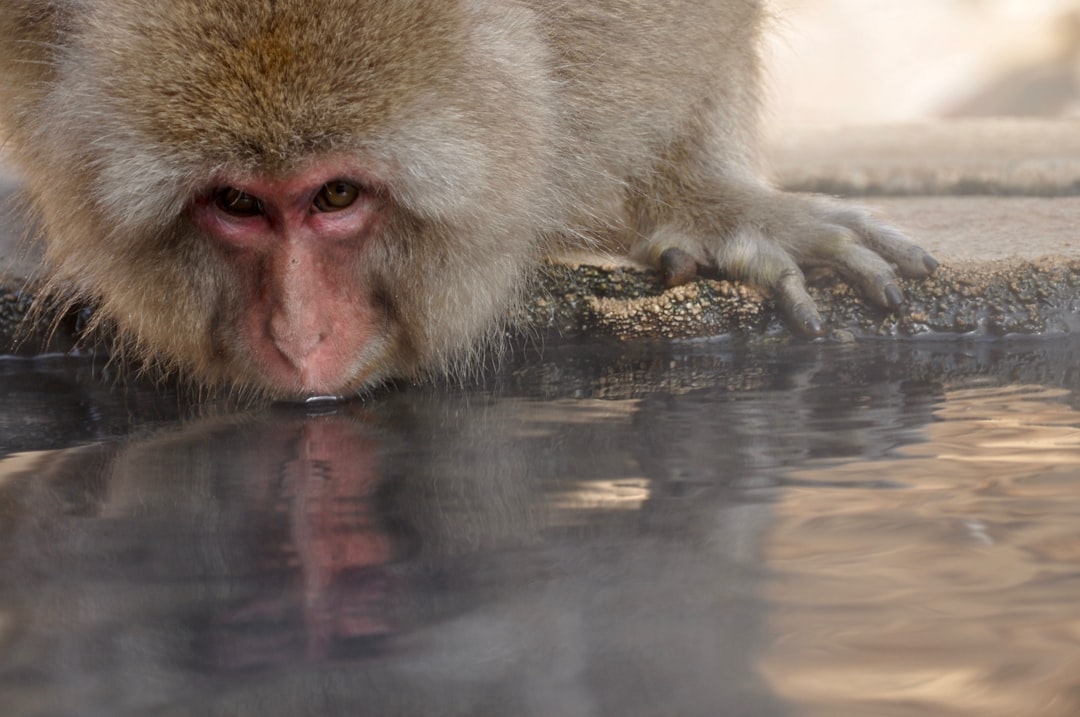 Wildlife photo spot Nagano Jigokudani Monkey Park