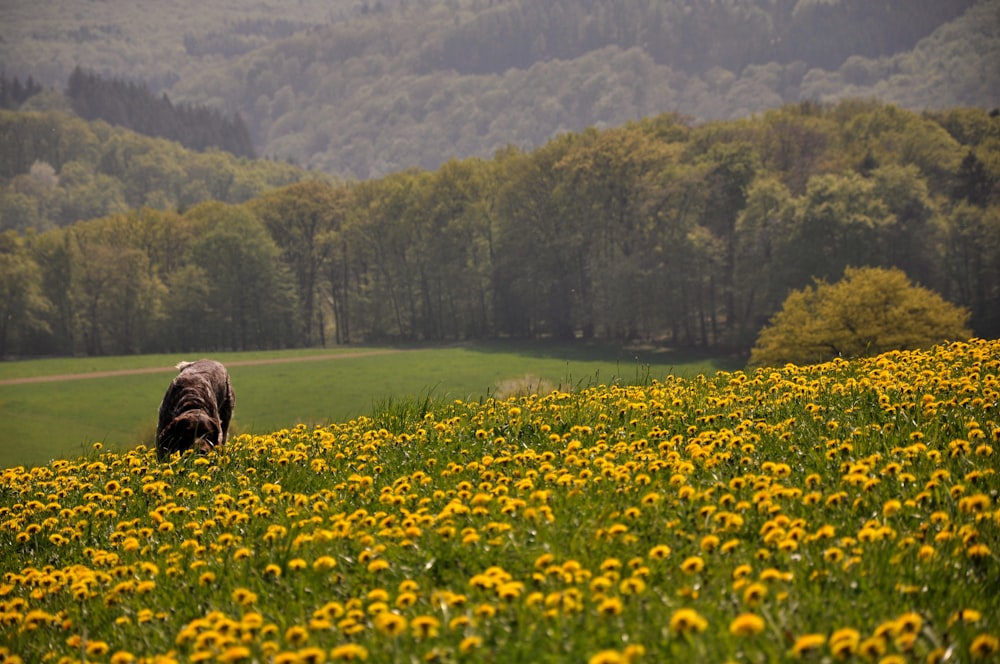 yellow flower field near green trees during daytime