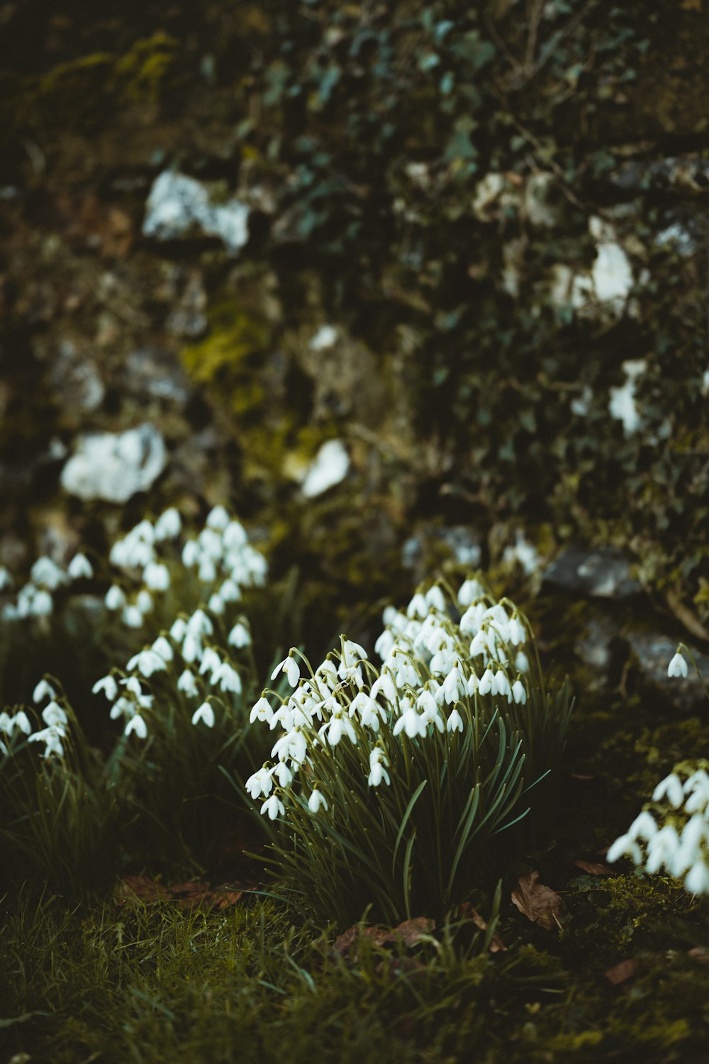 white flowers on black rock