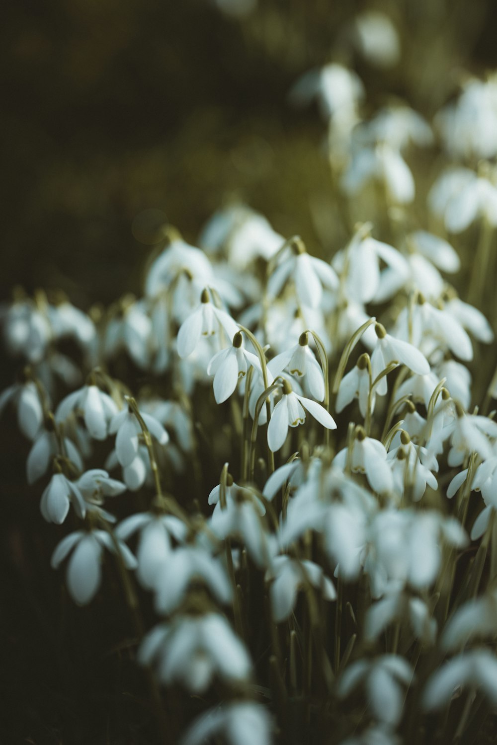 white flowers in tilt shift lens