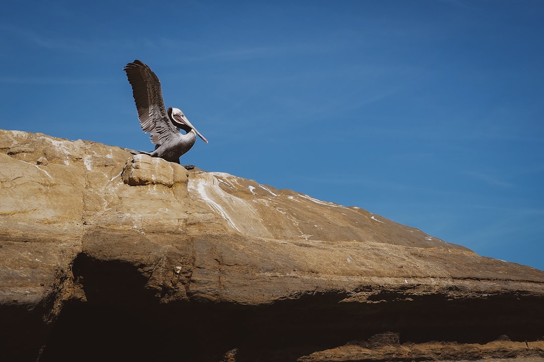 white and black bird on brown rock during daytime