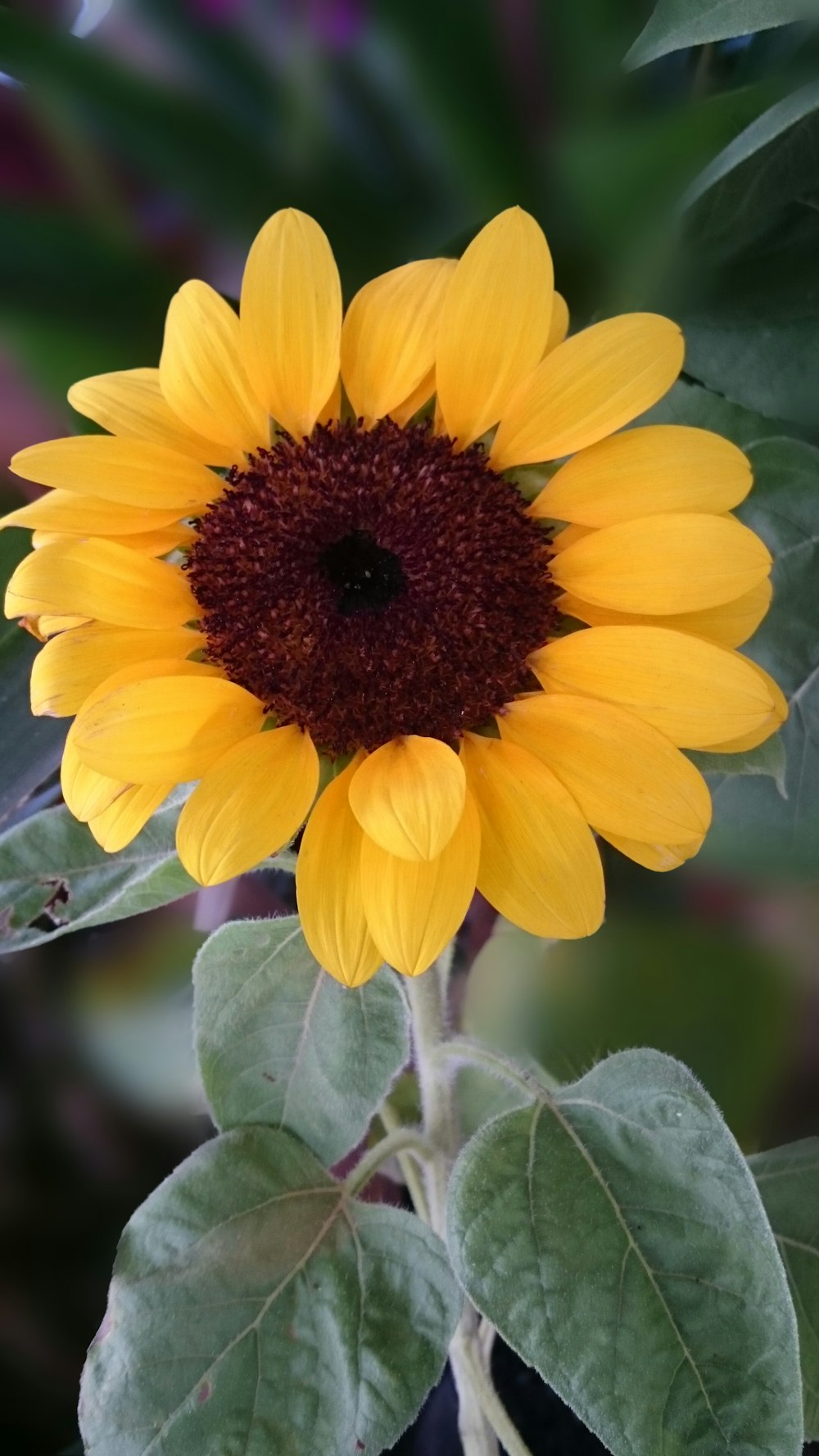 yellow flower in macro lens