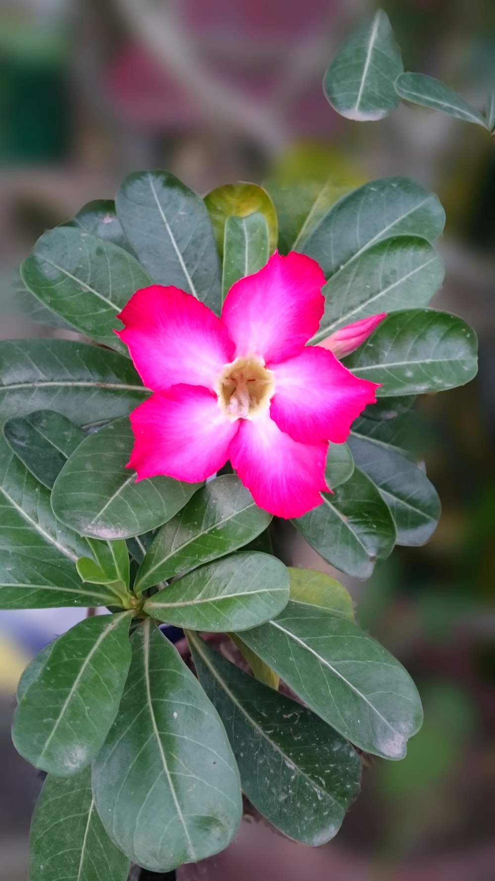 pink flower in tilt shift lens