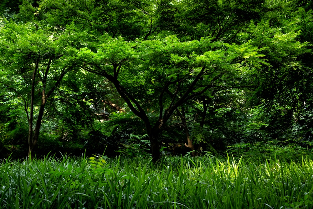 green trees and green grass during daytime